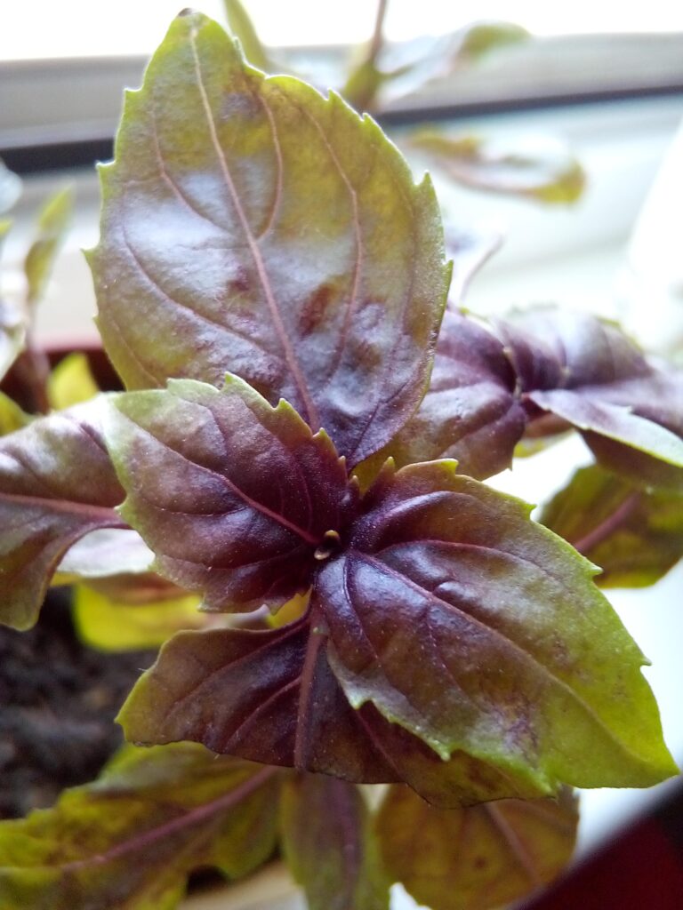 Close-up of red basil leaves in a balcony container garden, showing healthy growth and rich leaf color.