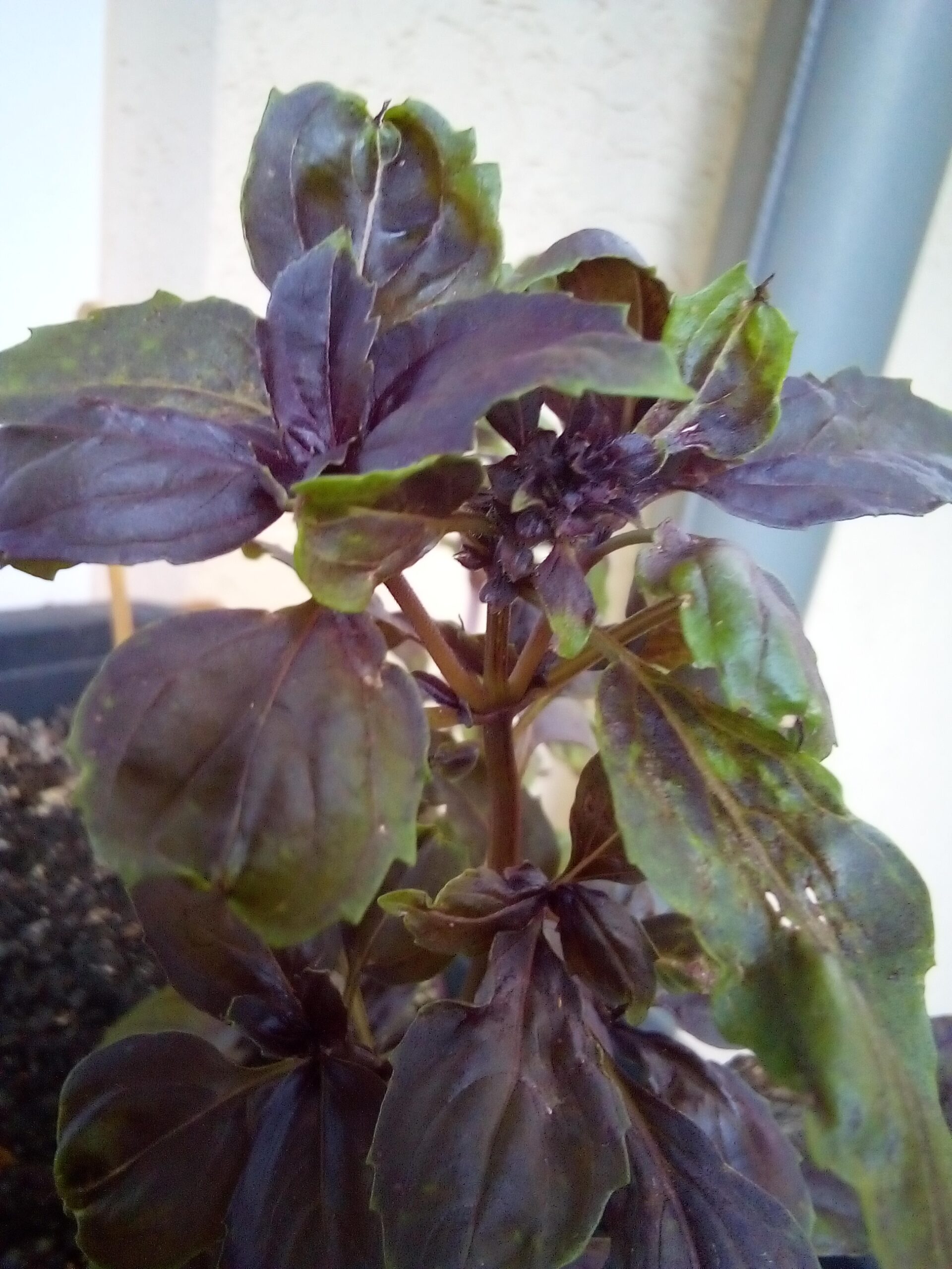 Red basil plant with deep purple leaves growing in a container on a balcony, part of a small homesteading setup.
