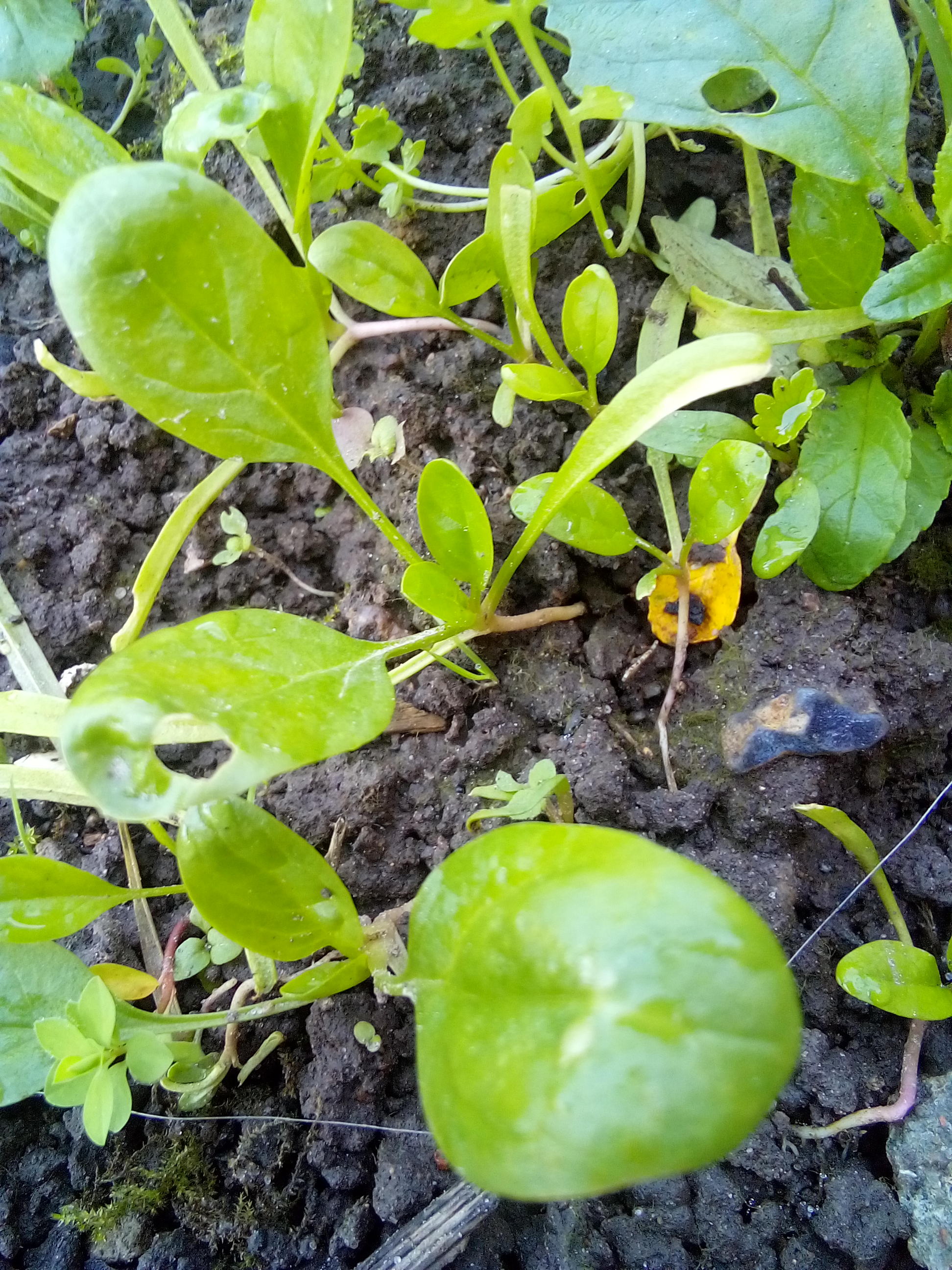 baby spinach seedlings growing in early spring garden bed