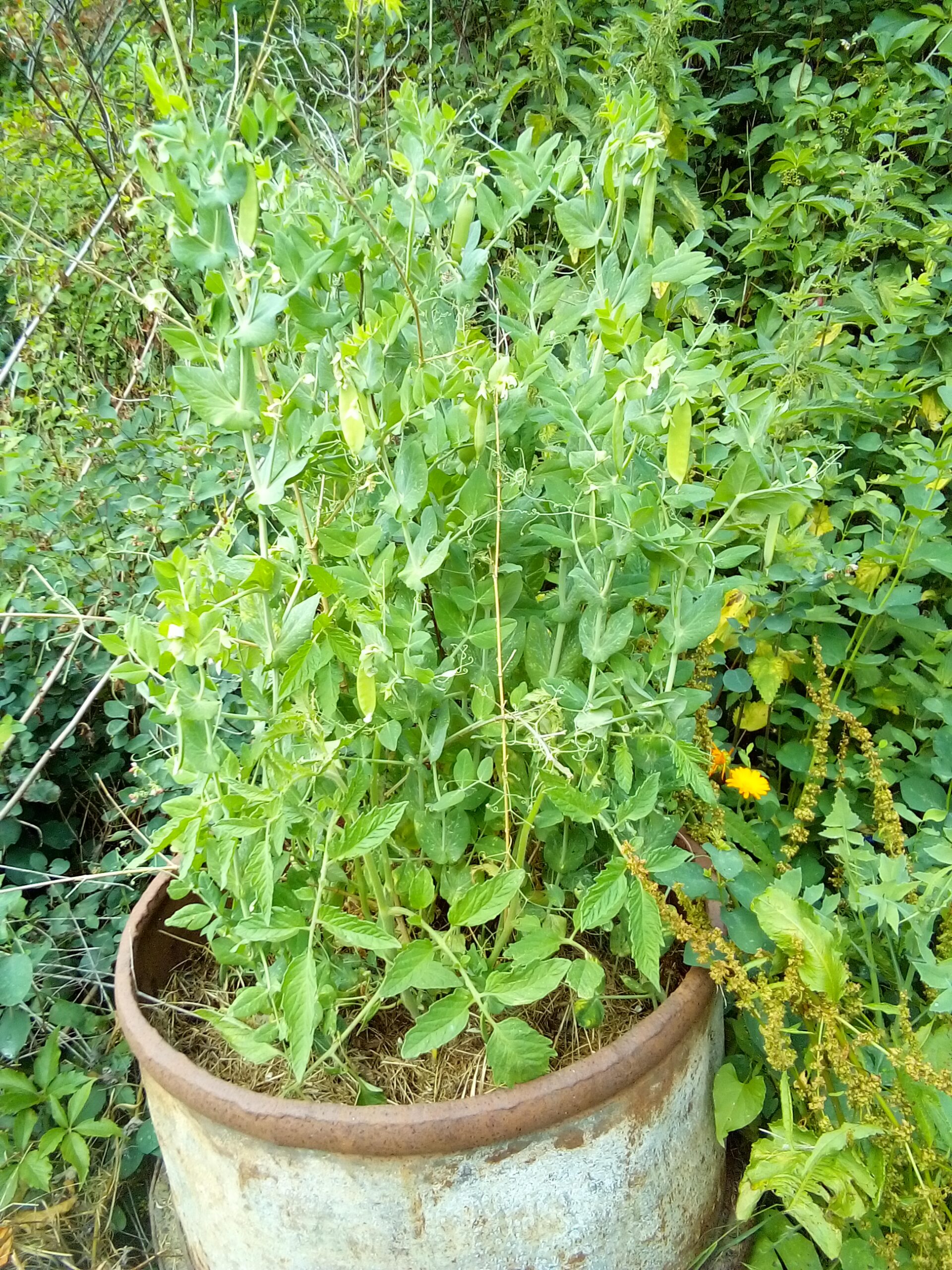How to Fill a Raised Garden Bed Cheap (Simple Layer Method Without Cardboard)