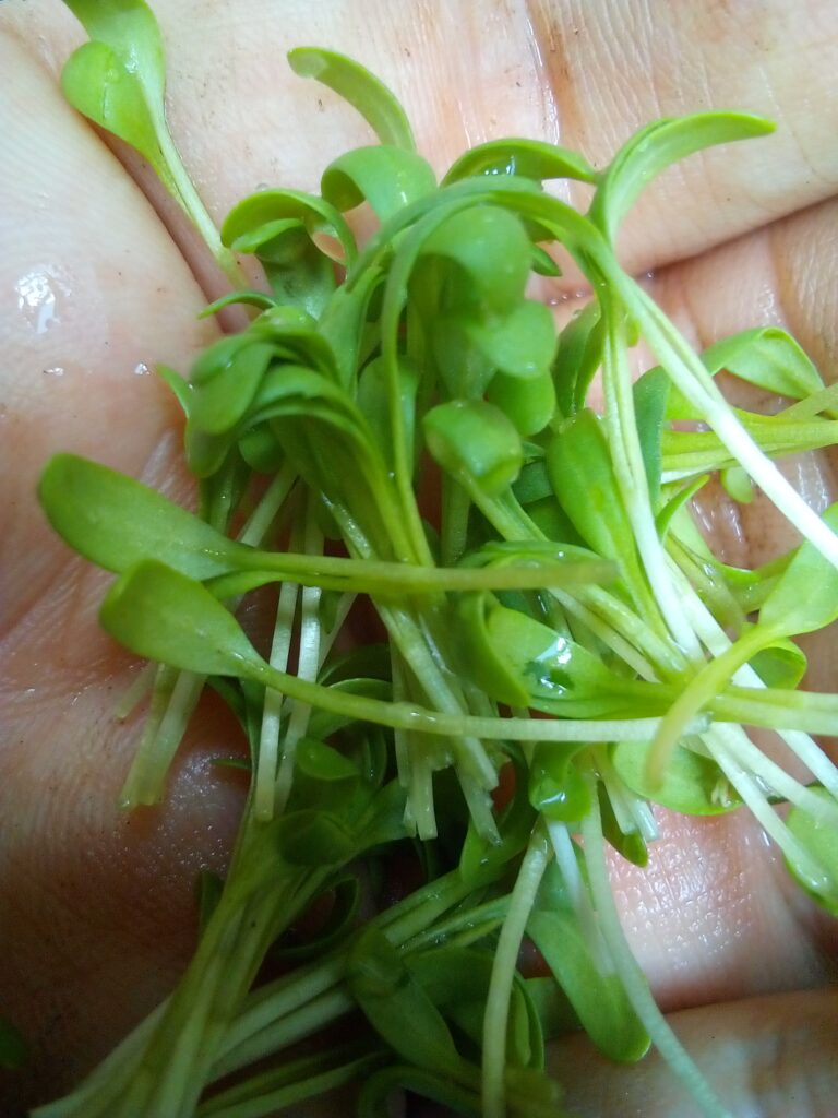 A beginner friendly raised garden bed planted with easy vegetables like lettuce, kale and tomatoes.