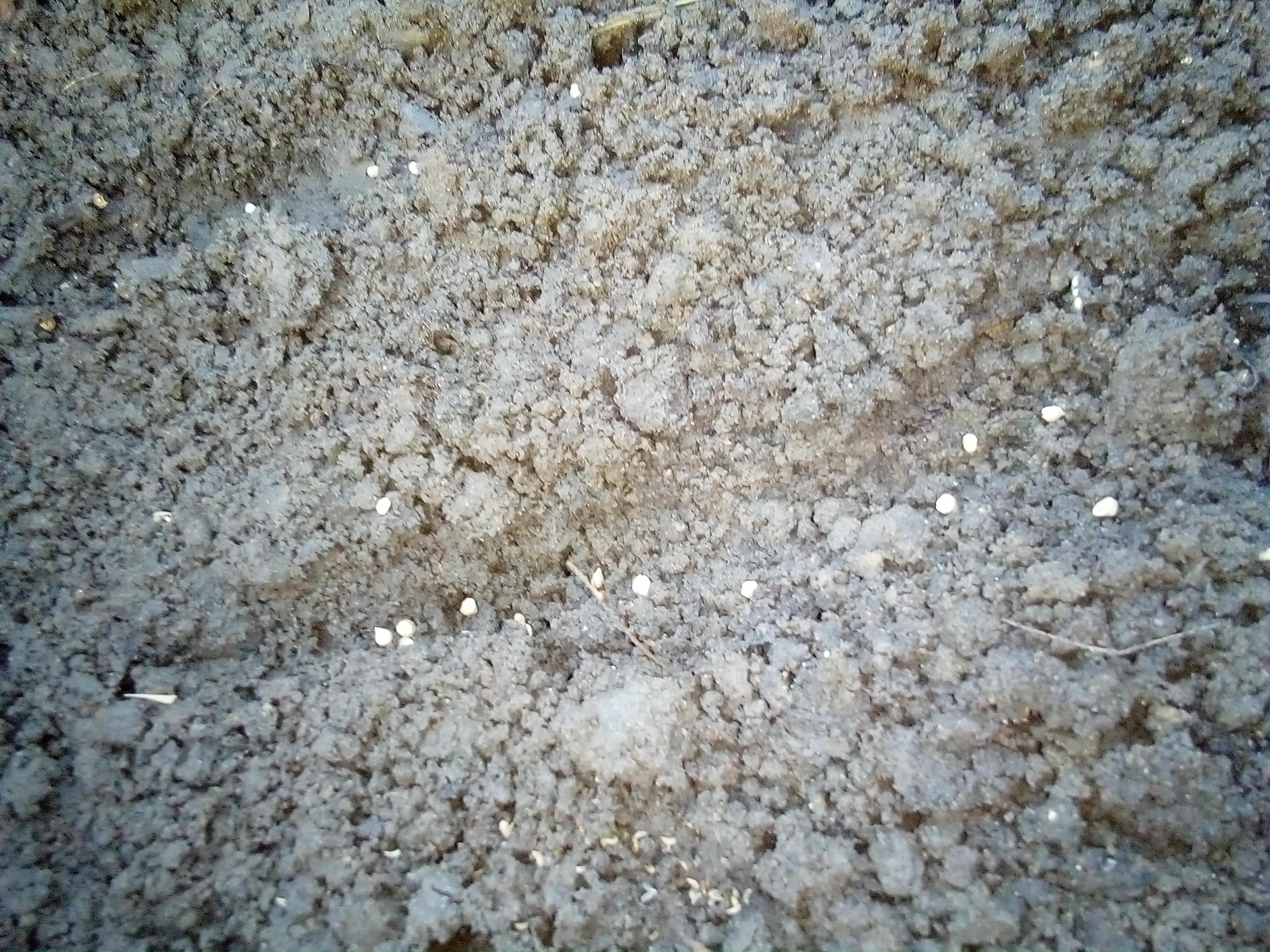 young spinach seedlings emerging in early spring garden bed