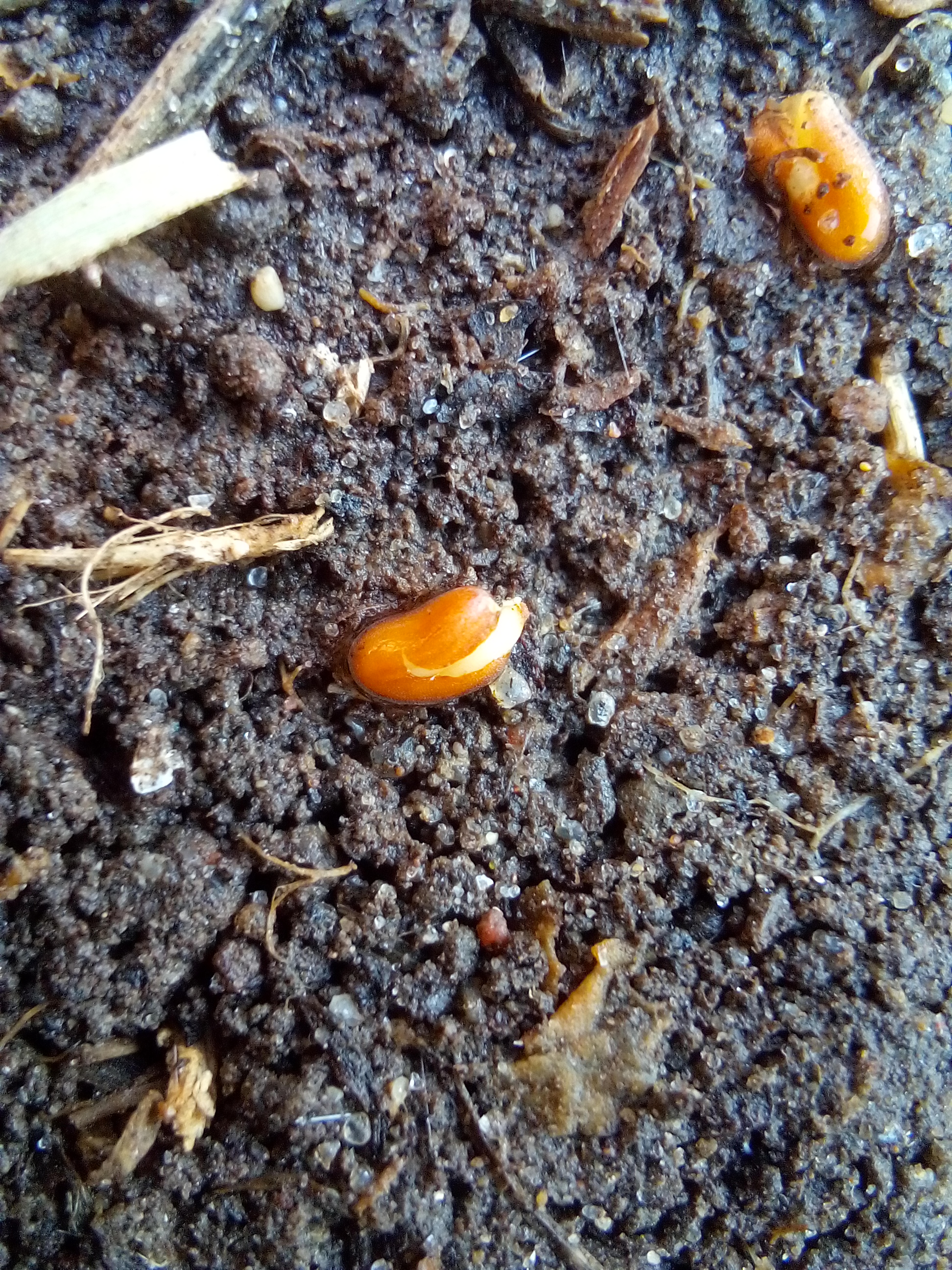garden cress seedlings emerging seven days after sowing