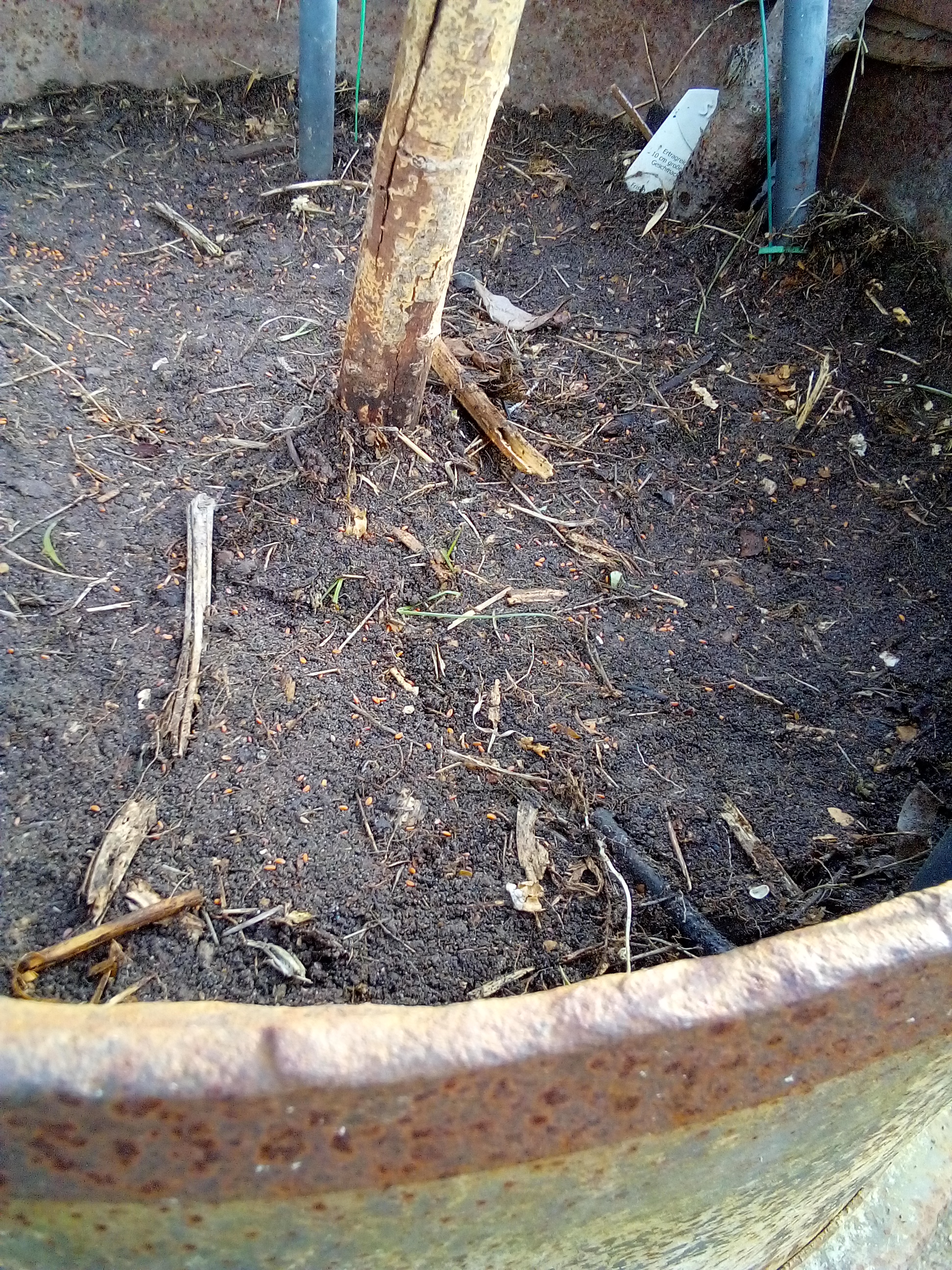 garden cress seeds being sown in a small balcony garden container