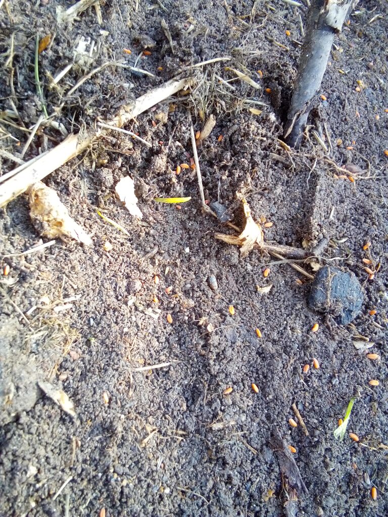 garden cress seeds scattered on soil for early spring sowing