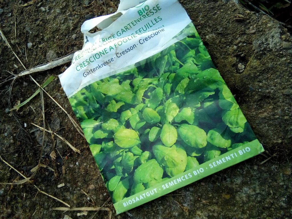 garden cress seeds sown on soil surface as light germinator