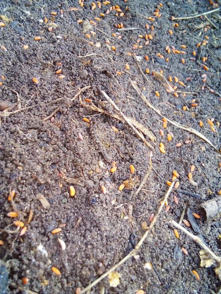 garden cress seeds spread evenly on soil before germination