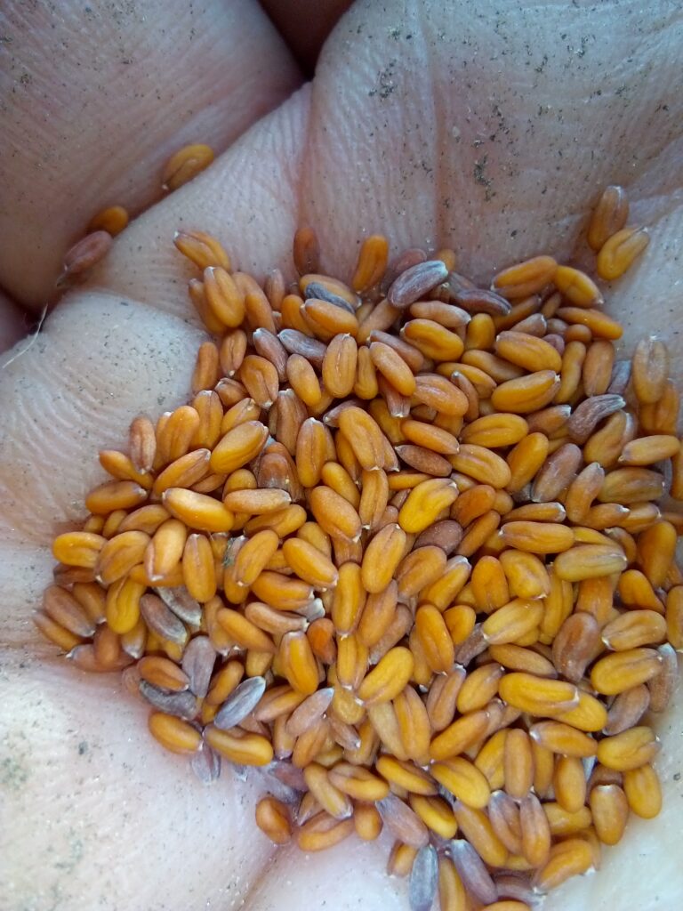 garden cress seeds sown on soil surface in raised garden bed