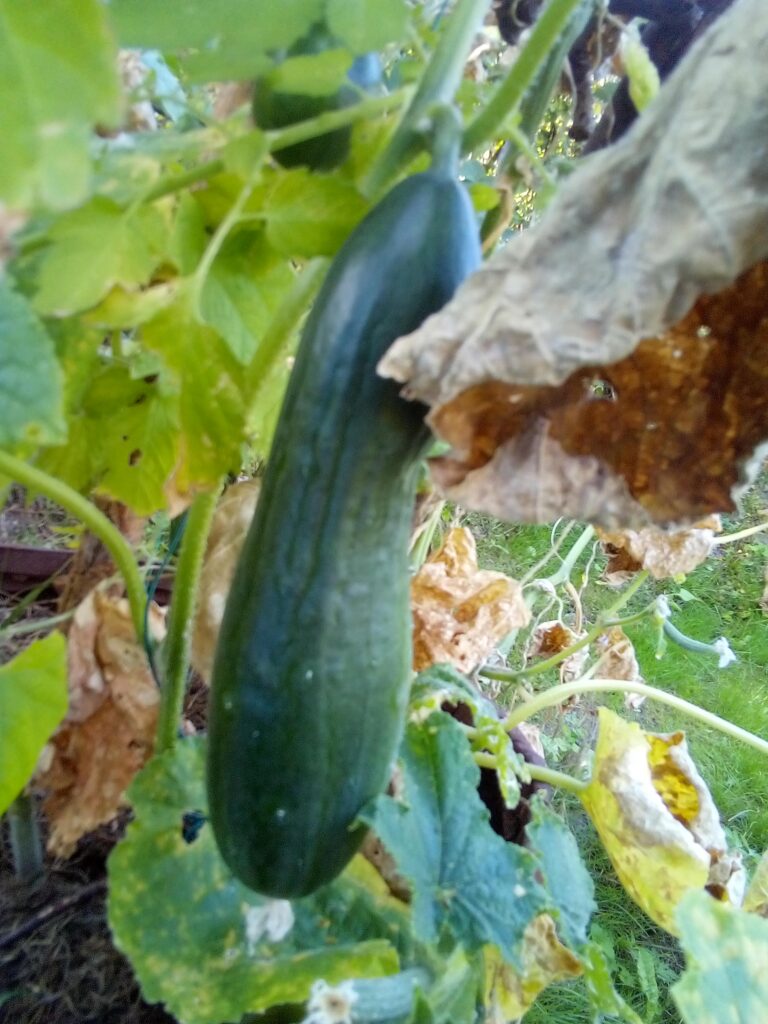 gergana cucumber climbing on branch support in sunny barrel garden bed