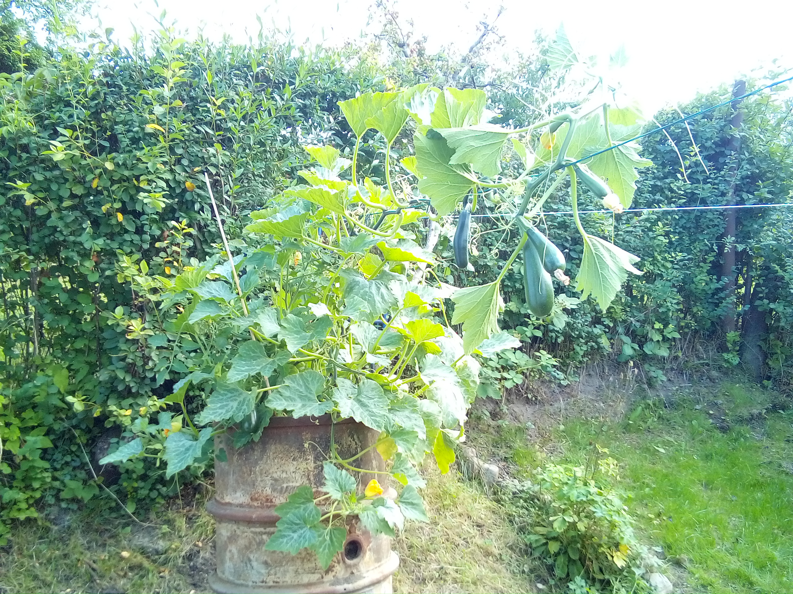 hanging zucchini plant growing over edge of sunny barrel raised bed