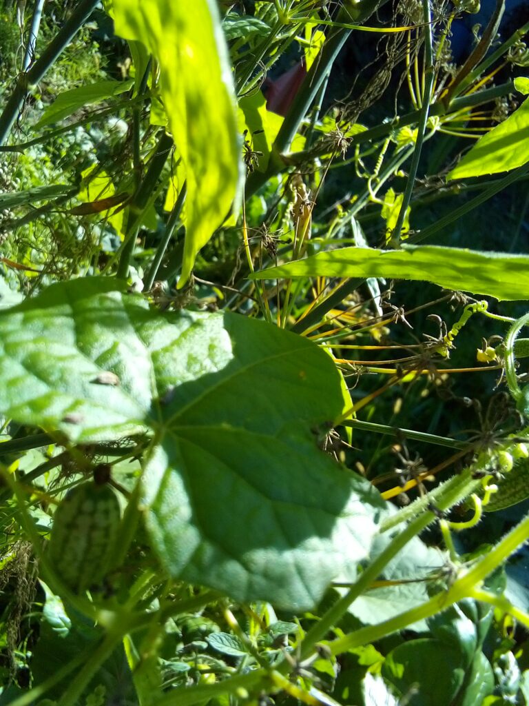 mexican sour gherkin vine climbing on branch in sunny barrel garden