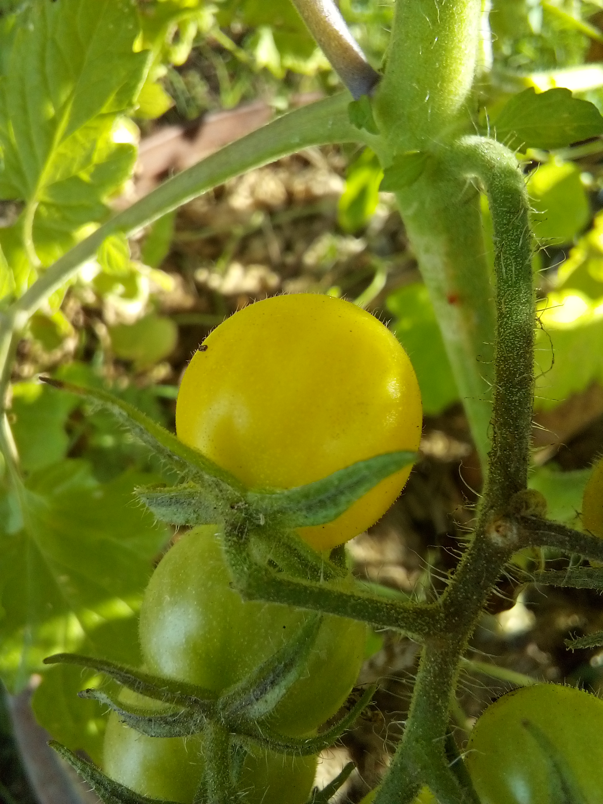 small yellow wild tomatoes growing on vine in sunny garden bed