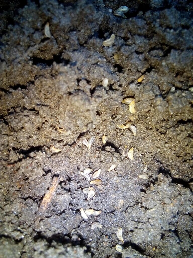 parsley seeds being sown in garden soil in early spring