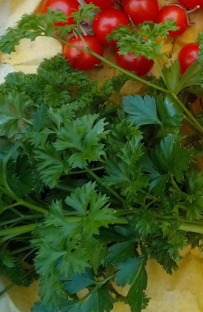 what to seed first after winter homesteading