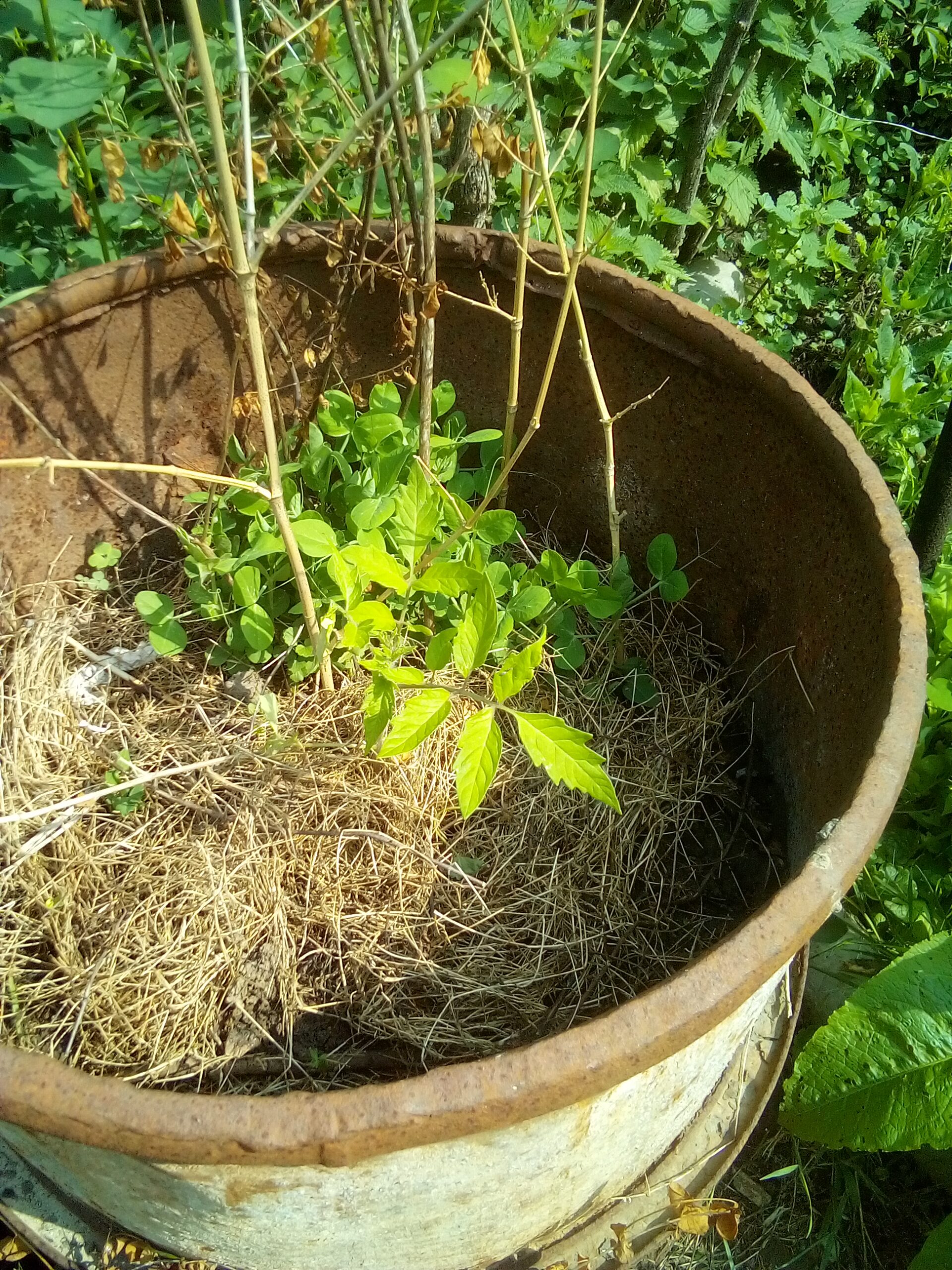 Cheap Raised Bed Gardening for Beginners – Easy Guide