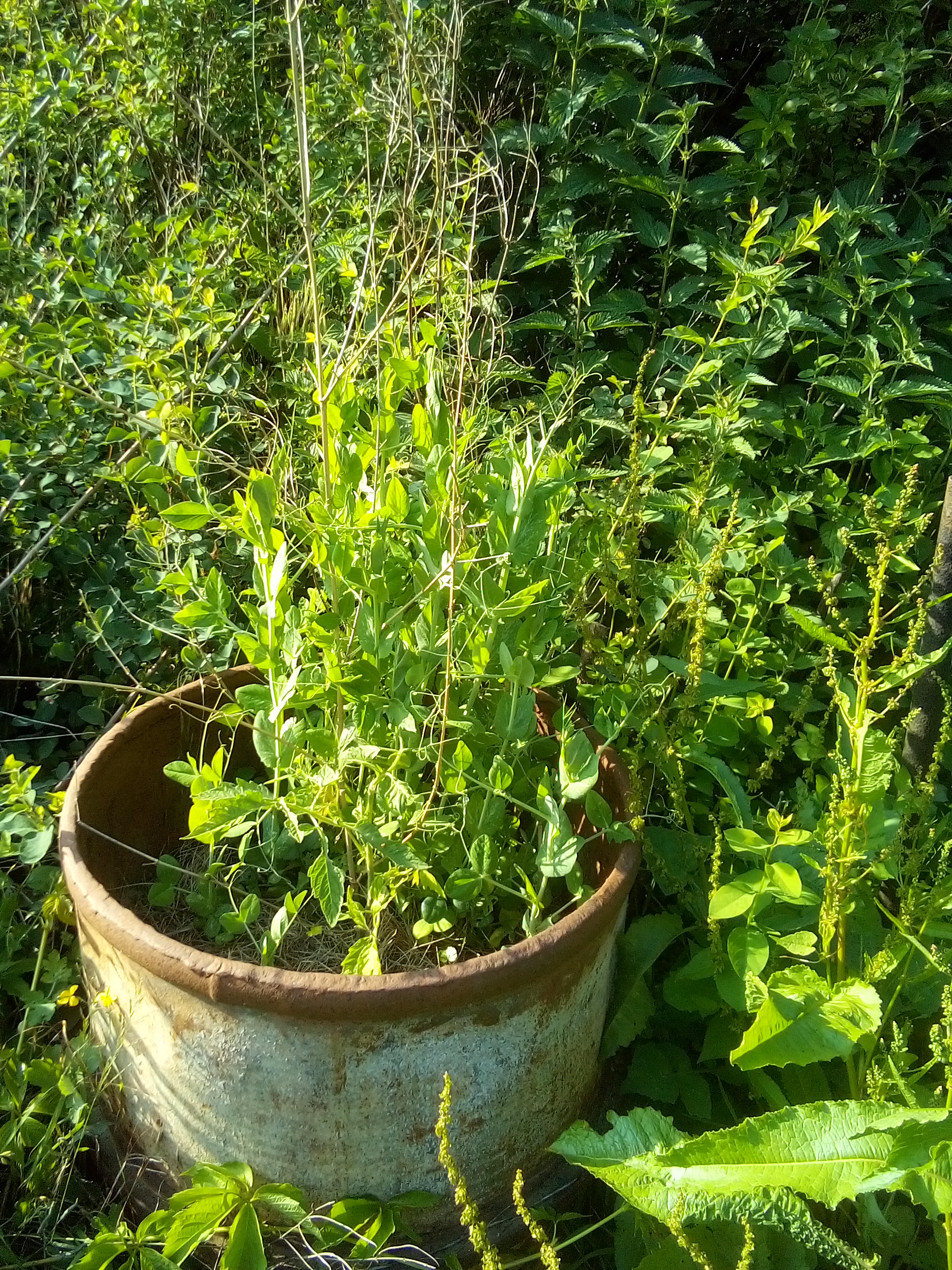 Proper irrigation and watering methods for healthy raised bed vegetable gardens.