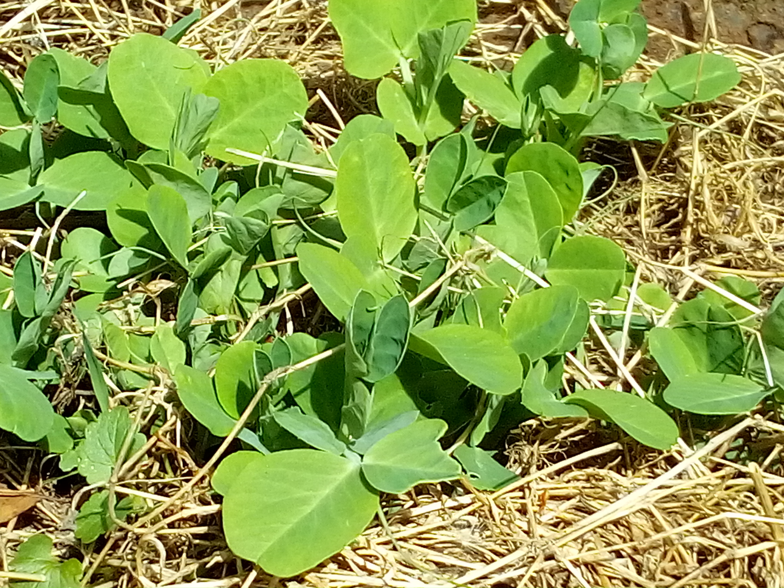 : Organic mulch covering raised bed soil to keep moisture and prevent weeds.