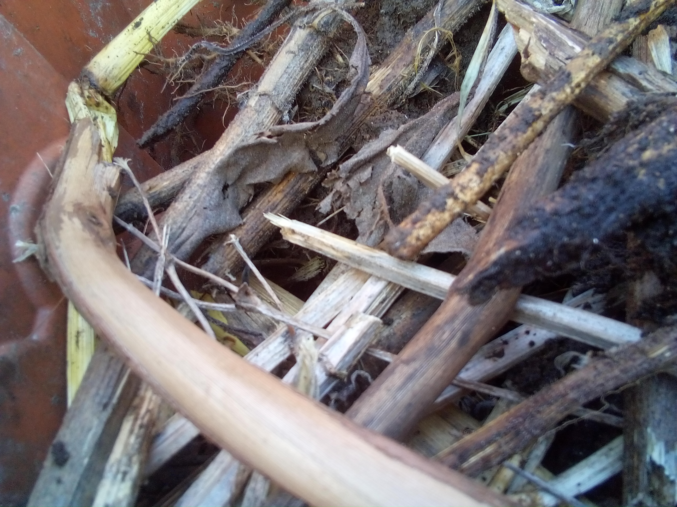 How to fill a raised garden bed chea_ Healthy kale plants thriving in fertile raised bed soil in a vegetable garden.