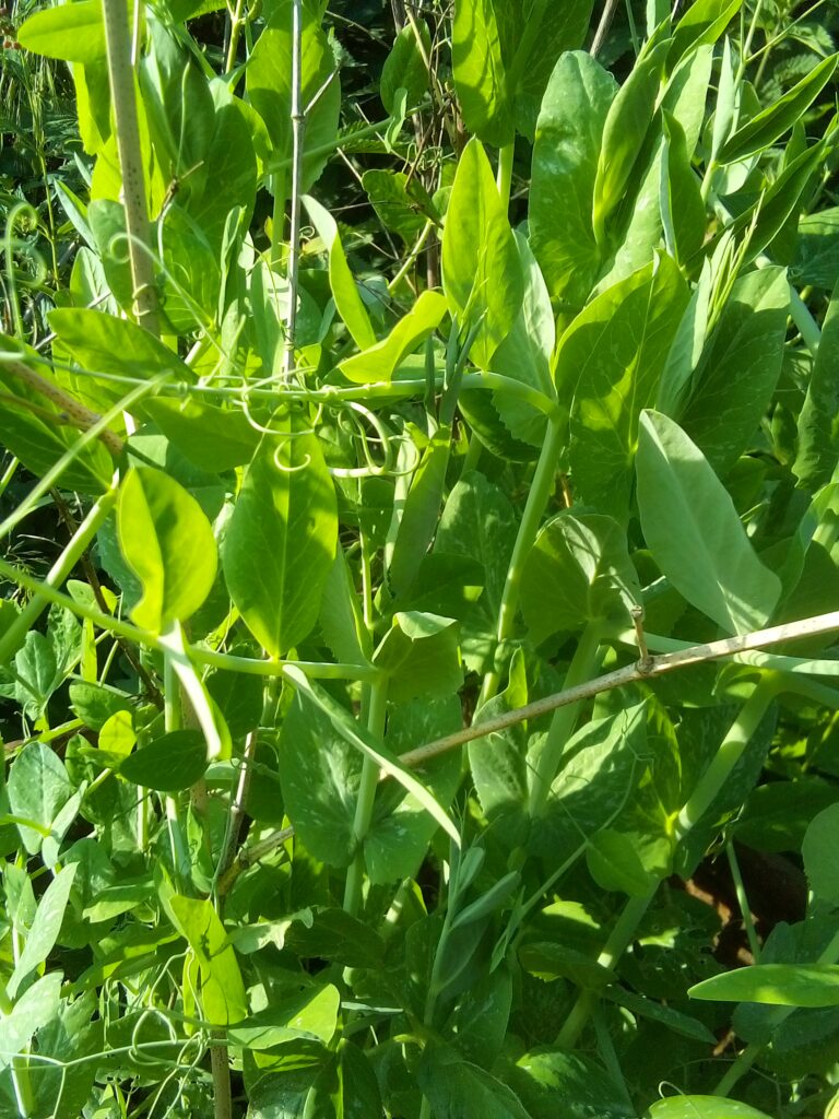 Basil, dill and other herbs planted with vegetables in raised beds for natural pest control.