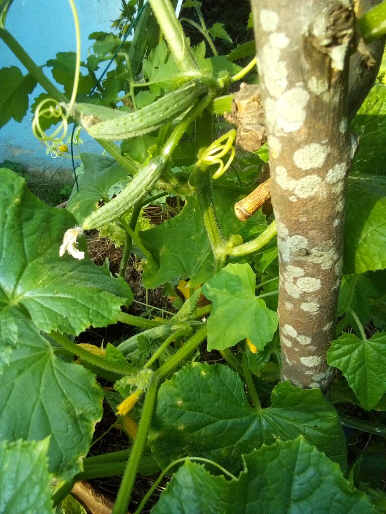 : Smart raised bed layout ideas for small spaces and urban gardens to maximize vegetable harvest.