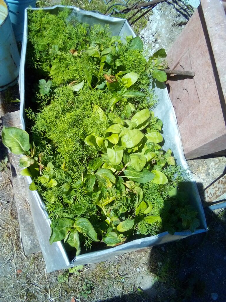 Summer Harvest from Raised Garden Beds