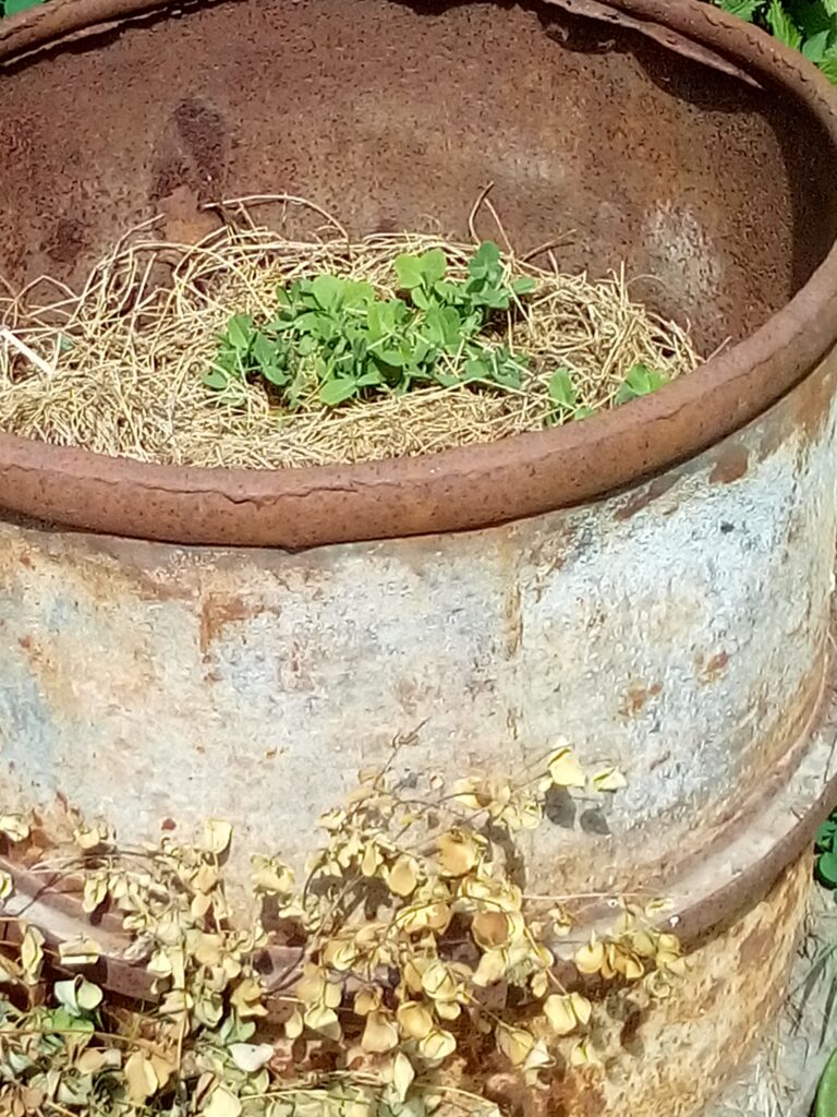 Early spring vegetables like lettuce and spinach growing in raised beds.
