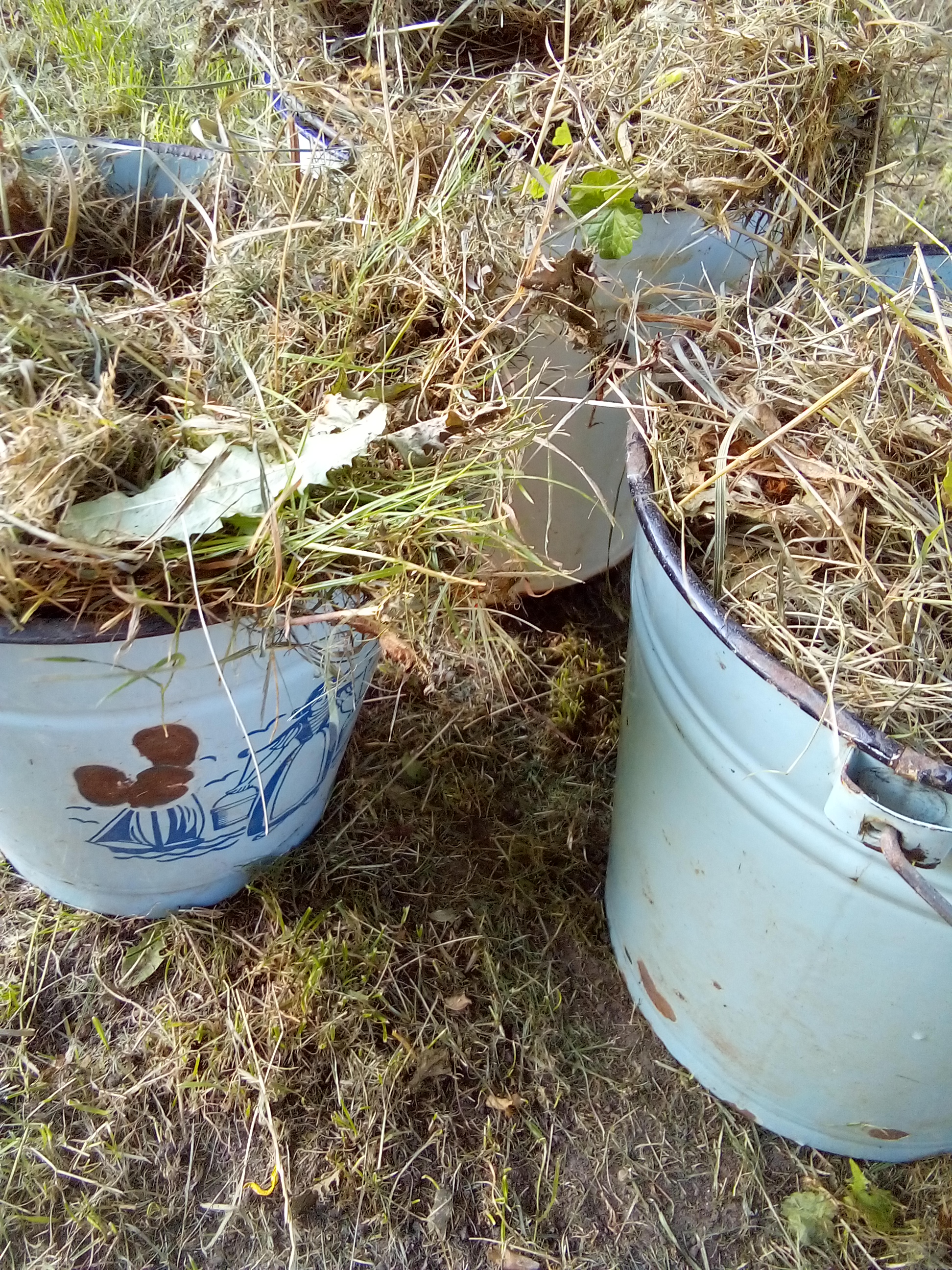 Companion planting guide showing which vegetables and herbs grow best together in raised garden beds.