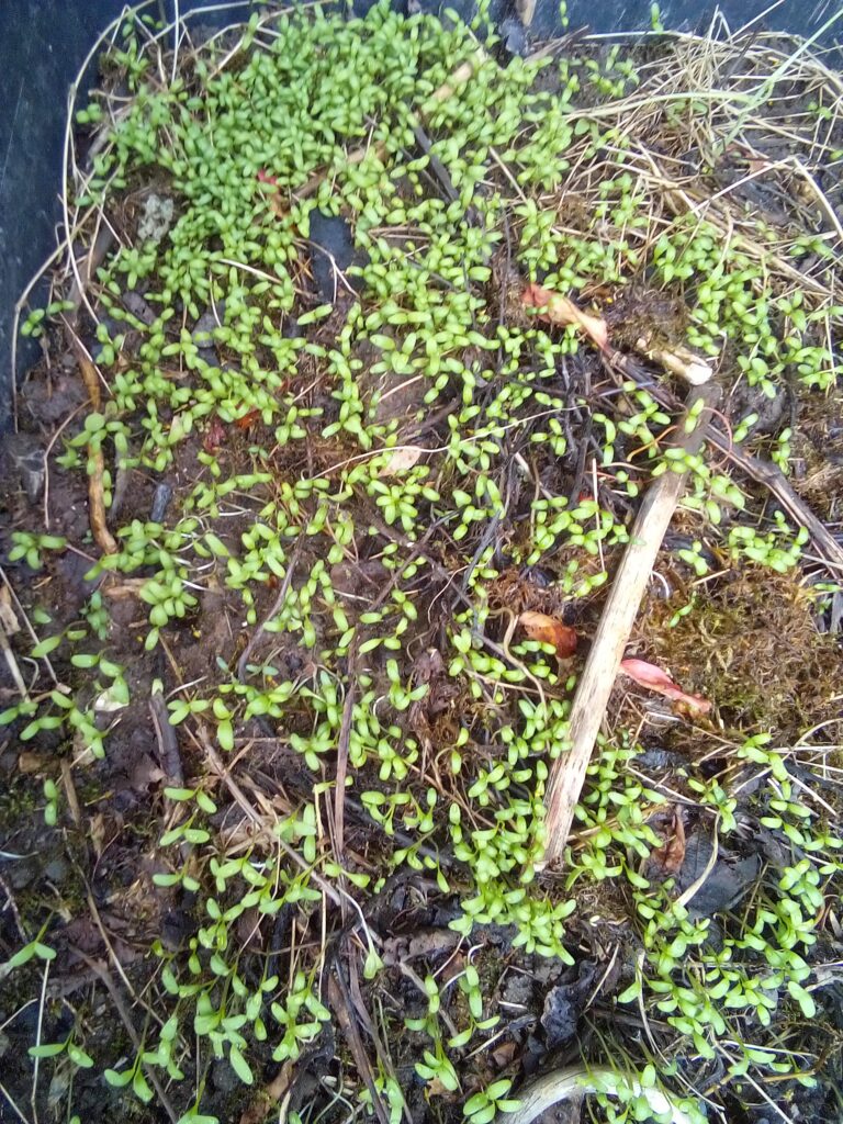 Simple DIY raised garden bed built from natural wood for growing vegetables and herbs in backyard gardens.