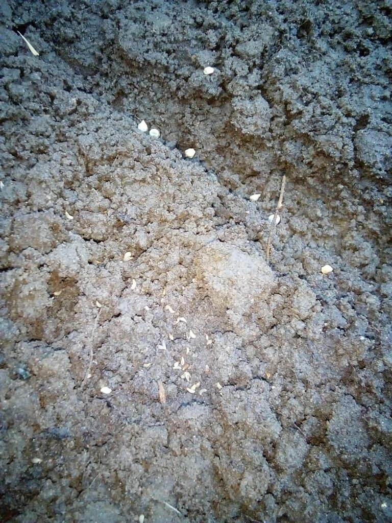 first spinach sprouts appearing after sowing in garden soil