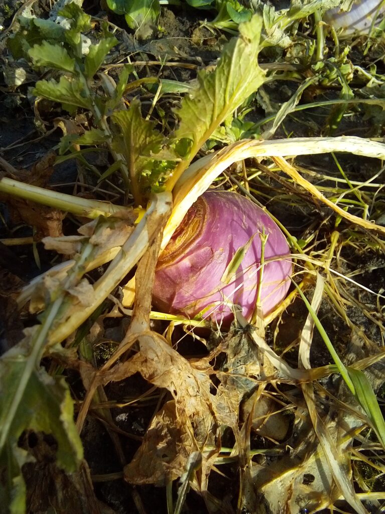 when to start gardening after winter cleaning garden beds before spring planting