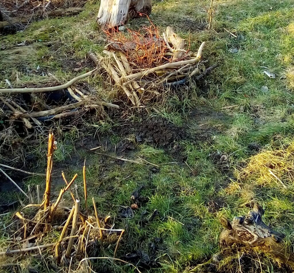 when to start gardening after winter first indicator plants like chickweed appearing