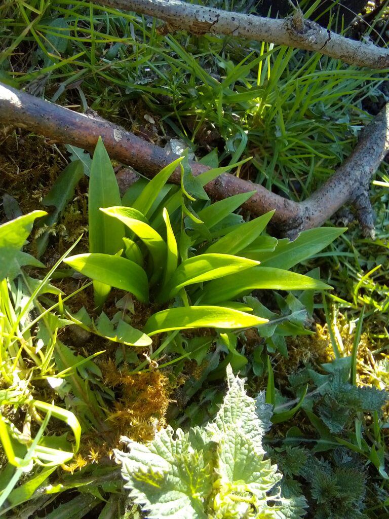 is wild garlic safe to eat and how to tell wild garlic apart from toxic plants