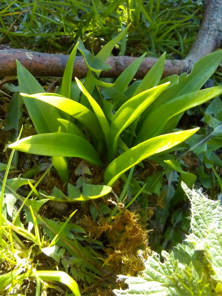 wild garlic growing in shady forest floor with moist soil in early spring