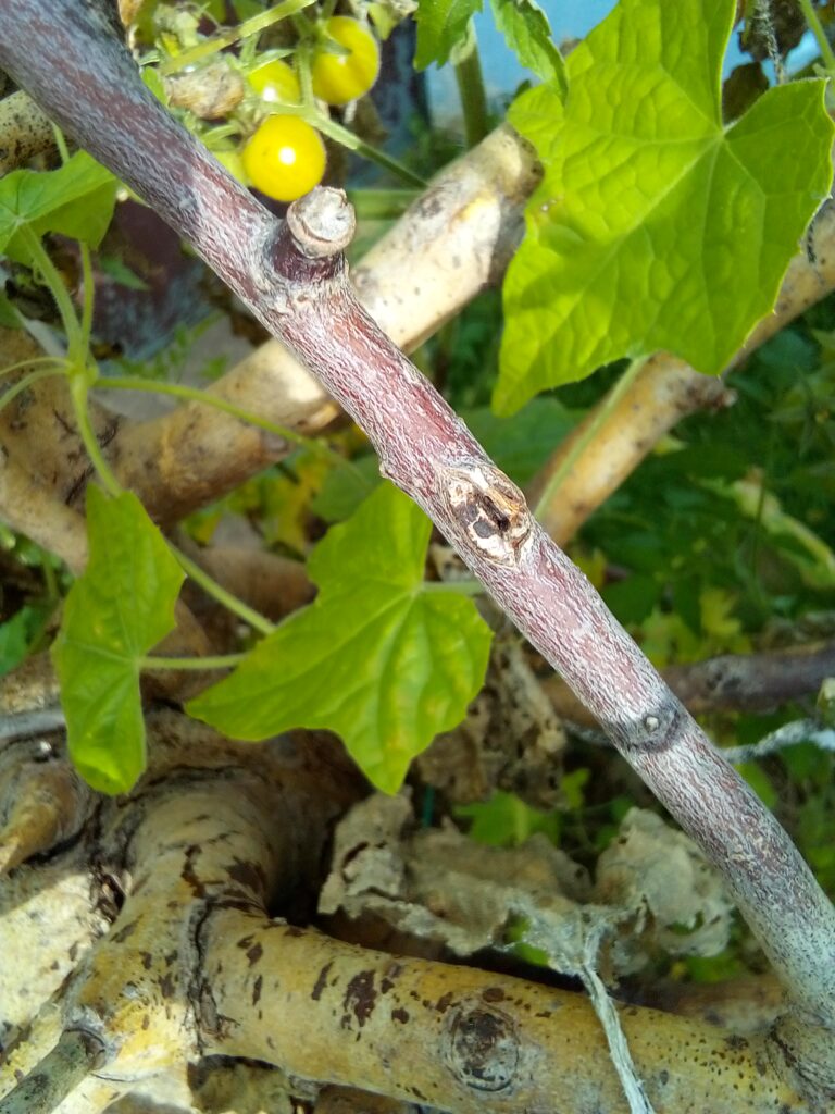 mini yellow wild tomato plant climbing on branch support in garden barrel