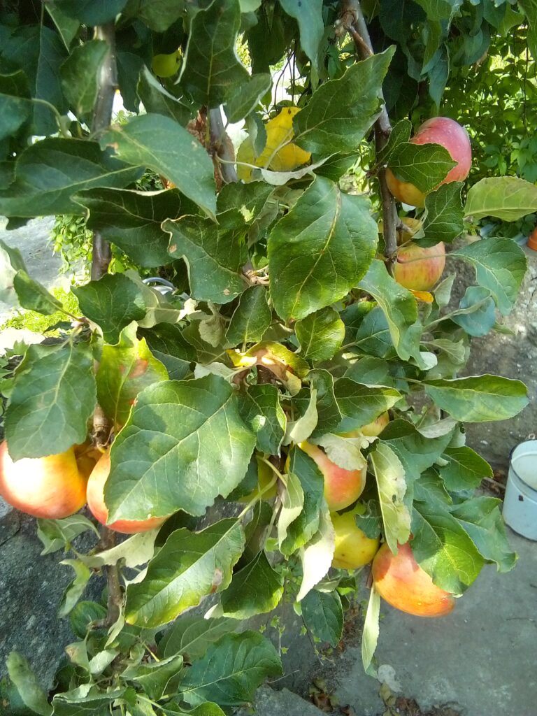 Freshly picked unwashed garden apple illustrating natural microbial exposure from fruit