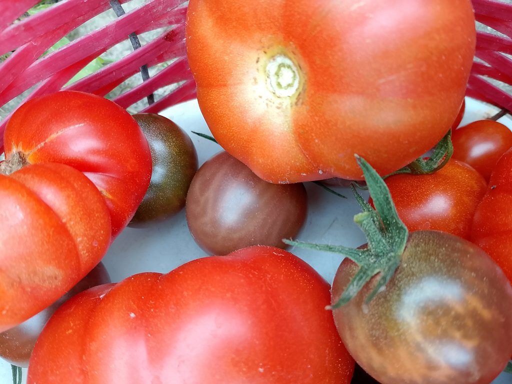 Zucchini tomato skillet gently cooked with water instead of oil