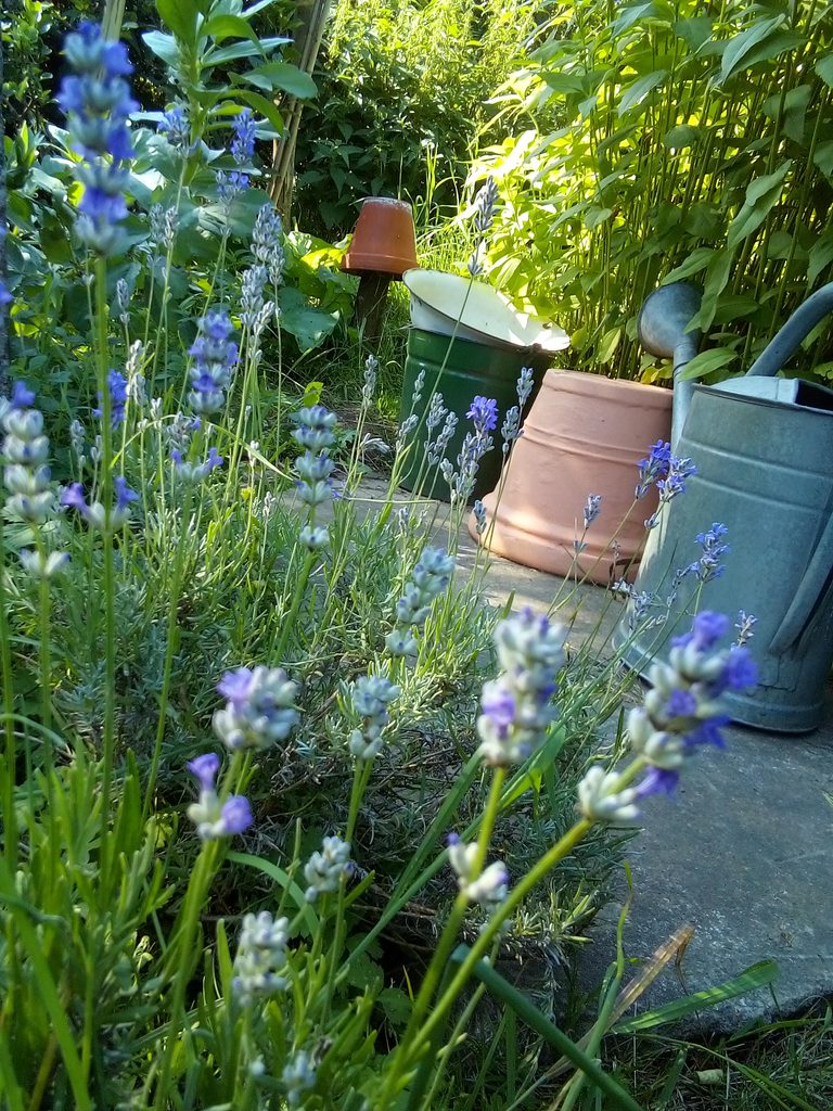 Simple homesteading in a thriving herb garden with fresh culinary and medicinal herbs, showing practical ways to grow, harvest and use herbs in everyday garden life.
