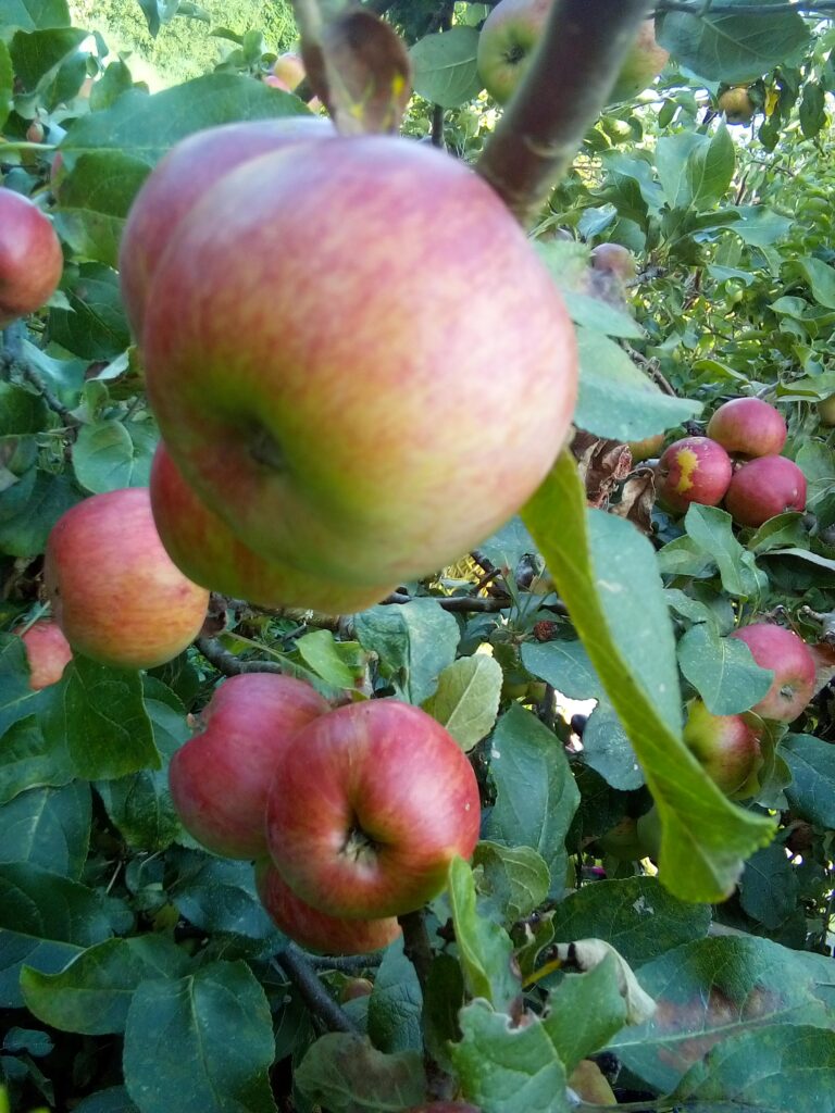 A freshly picked apple held in the garden, representing the connection between home-grown fruit, the apple microbiome, and everyday exposure to natural environmental microbes.