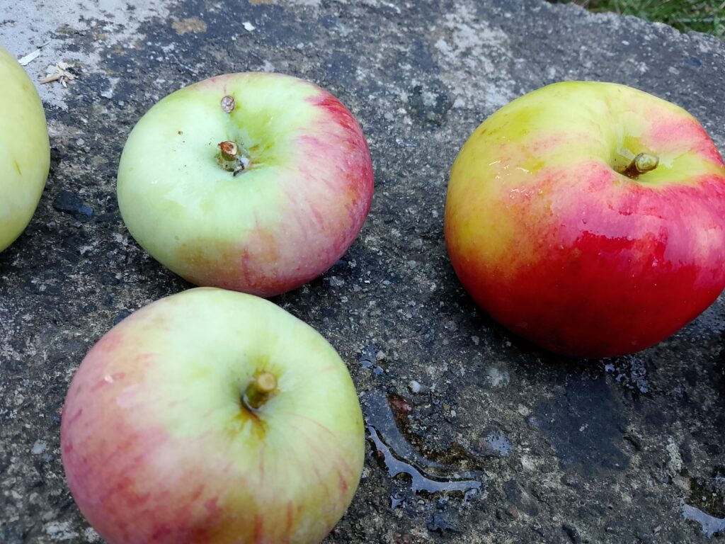 Fresh apple growing on a garden tree representing the natural apple microbiome