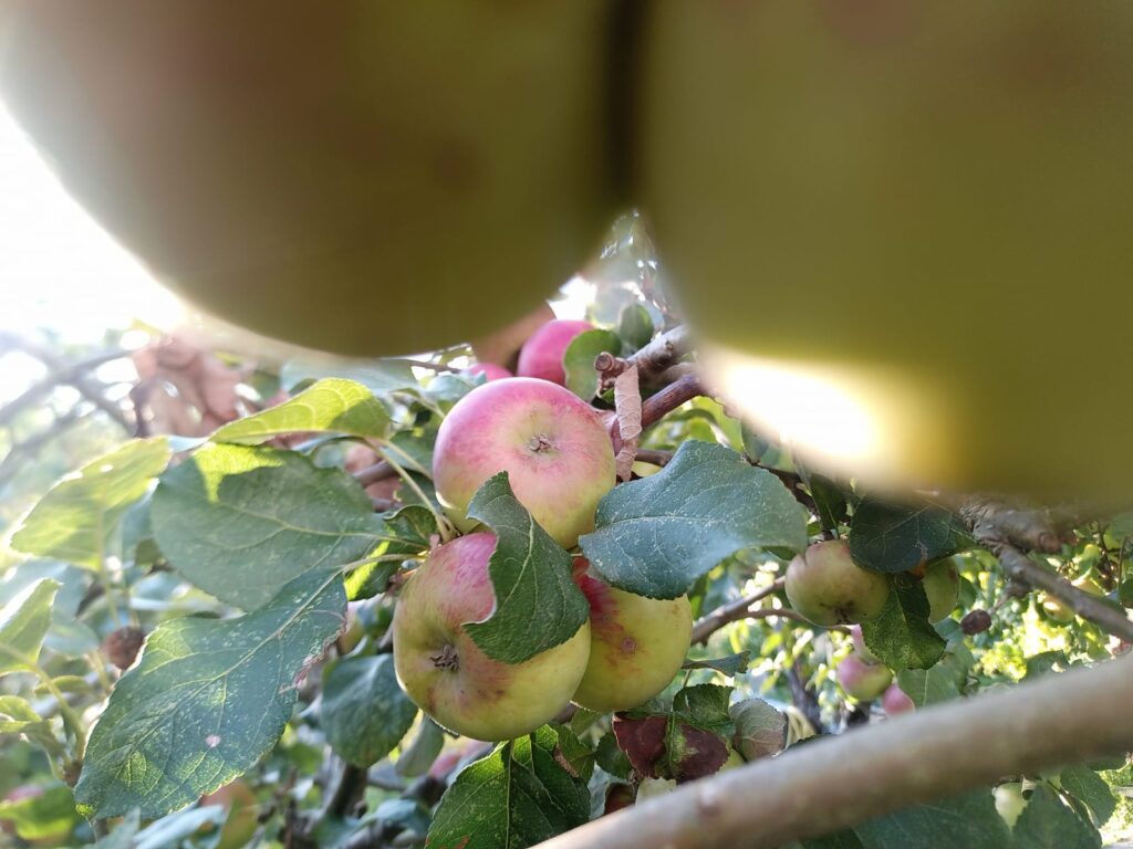 Close-up of apple skin showing the idea of natural microbes living on fresh fruit