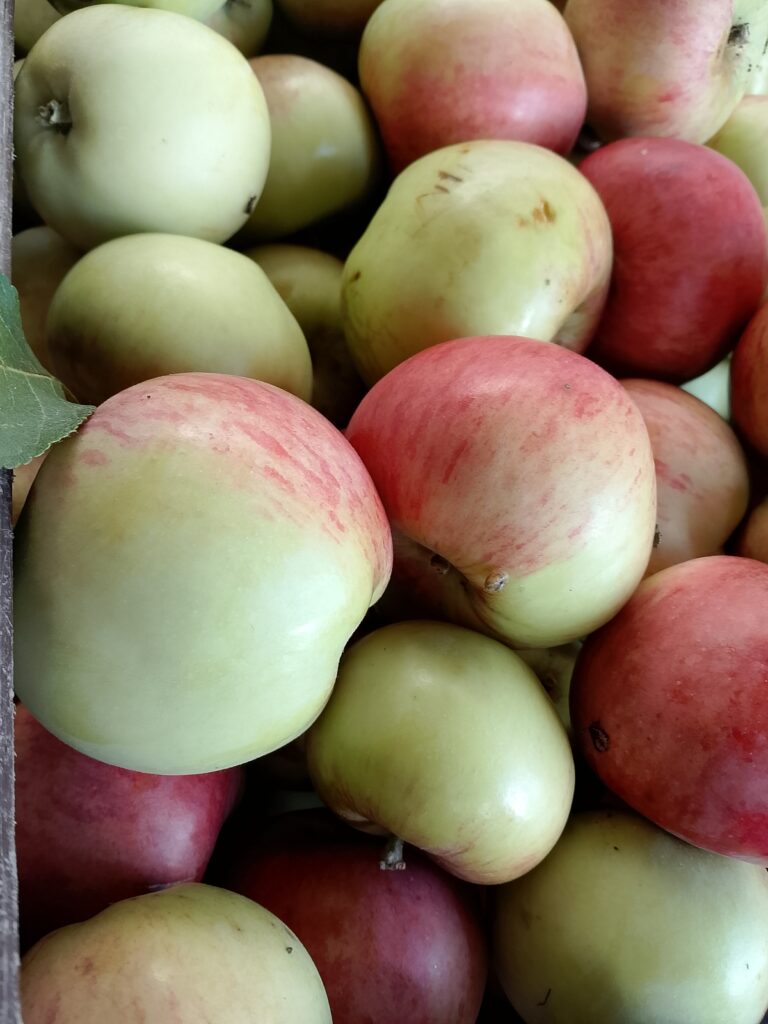 Fresh garden apple representing microbial diversity on naturally grown fruit
