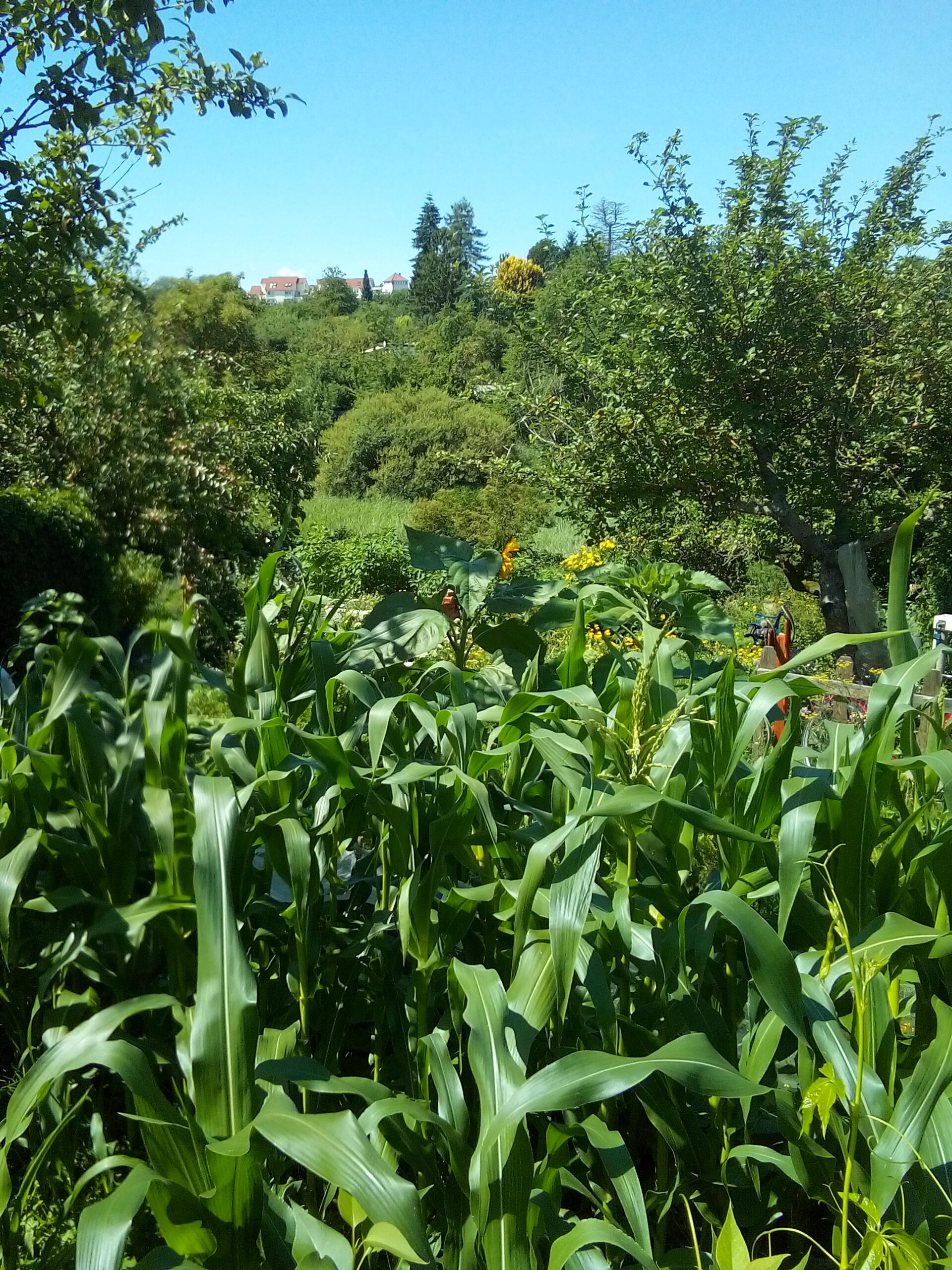 A New Chapter: Simple Homesteading, Garden DIYs & Easy Recipes
