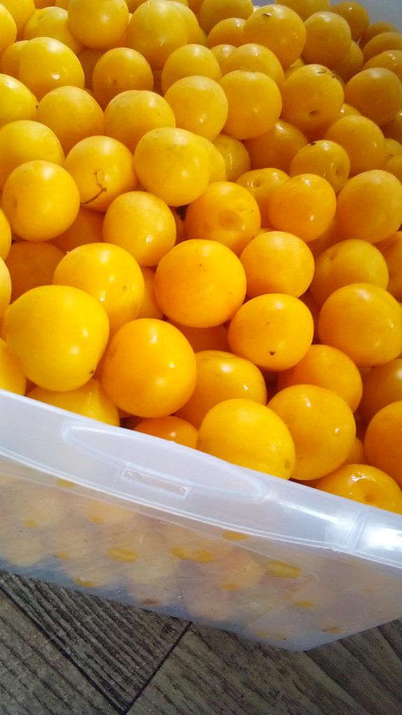 Home-grown berries being gently rinsed under running water