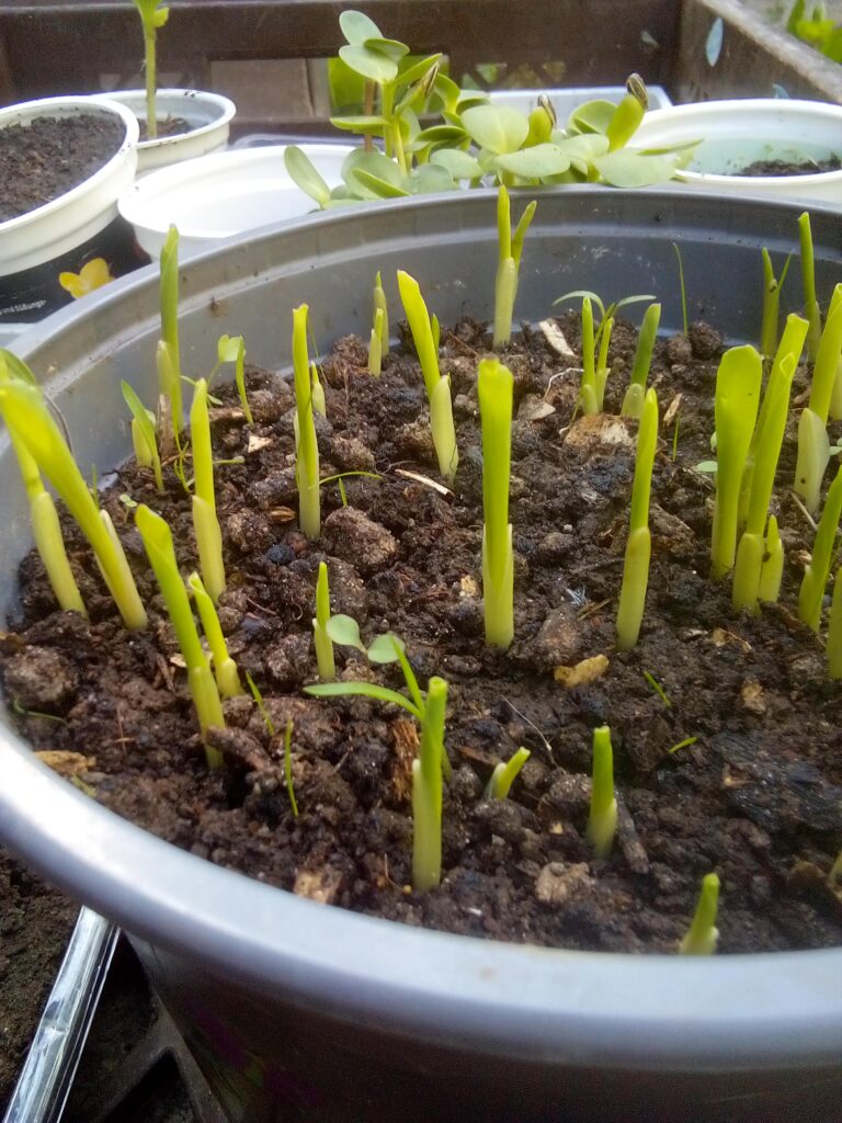 How to boil corn on the cob from the garden: freshly harvested Bantam corn cobs are peeled and cleaned before I cook them in water for about 10 minutes.