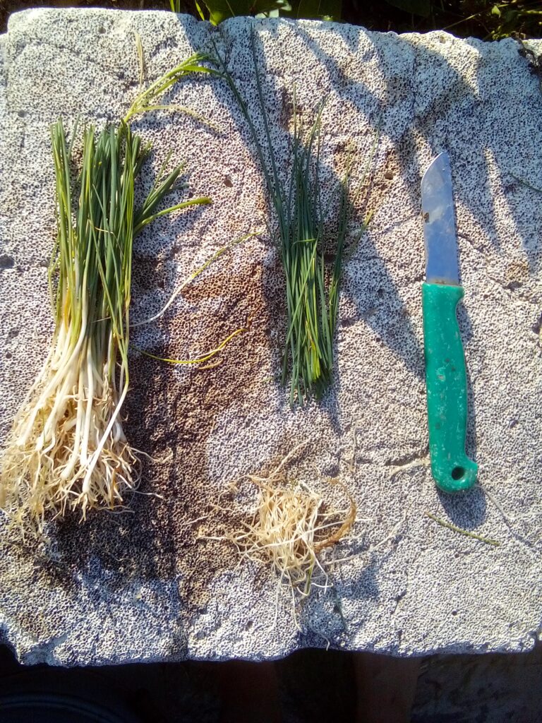 How to grow leeks after raising the seedlings: I transplant each young leek separately into a deep planting hole and leave the hole open until watering.