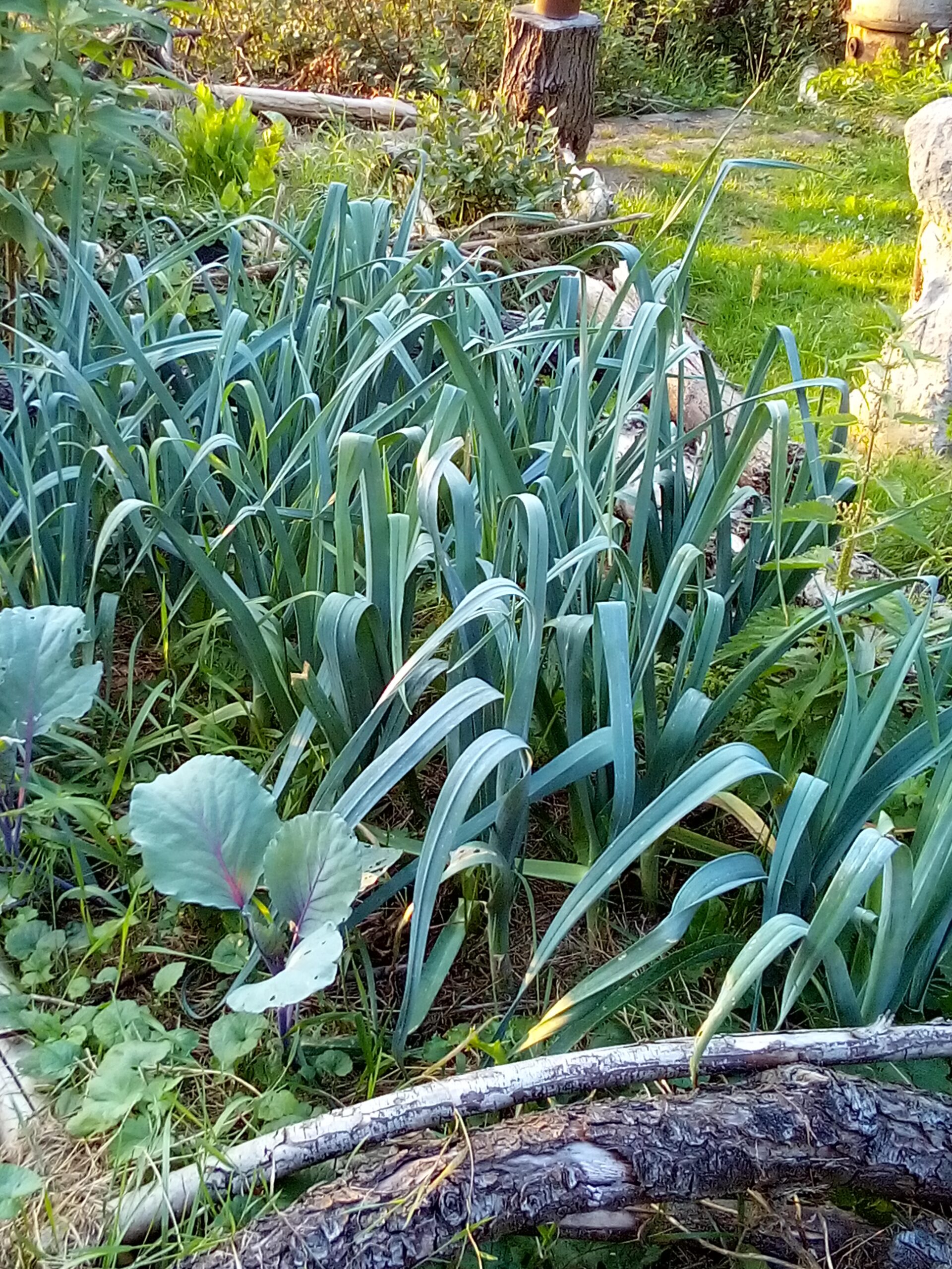 How to Grow Leeks: My 6 Simple Steps