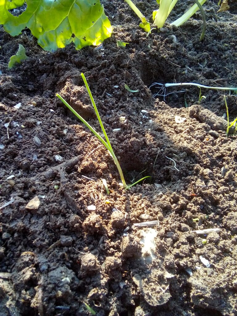 How to grow leeks step by step: trimmed young leek plants are ready to be transplanted individually into the deep planting holes prepared in my garden bed.