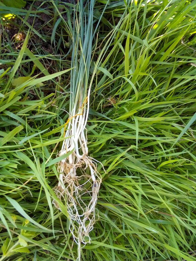 One step in how to grow leeks is preparing the young plants for transplanting. I soak the leek roots in water so the remaining soil comes away more easily.