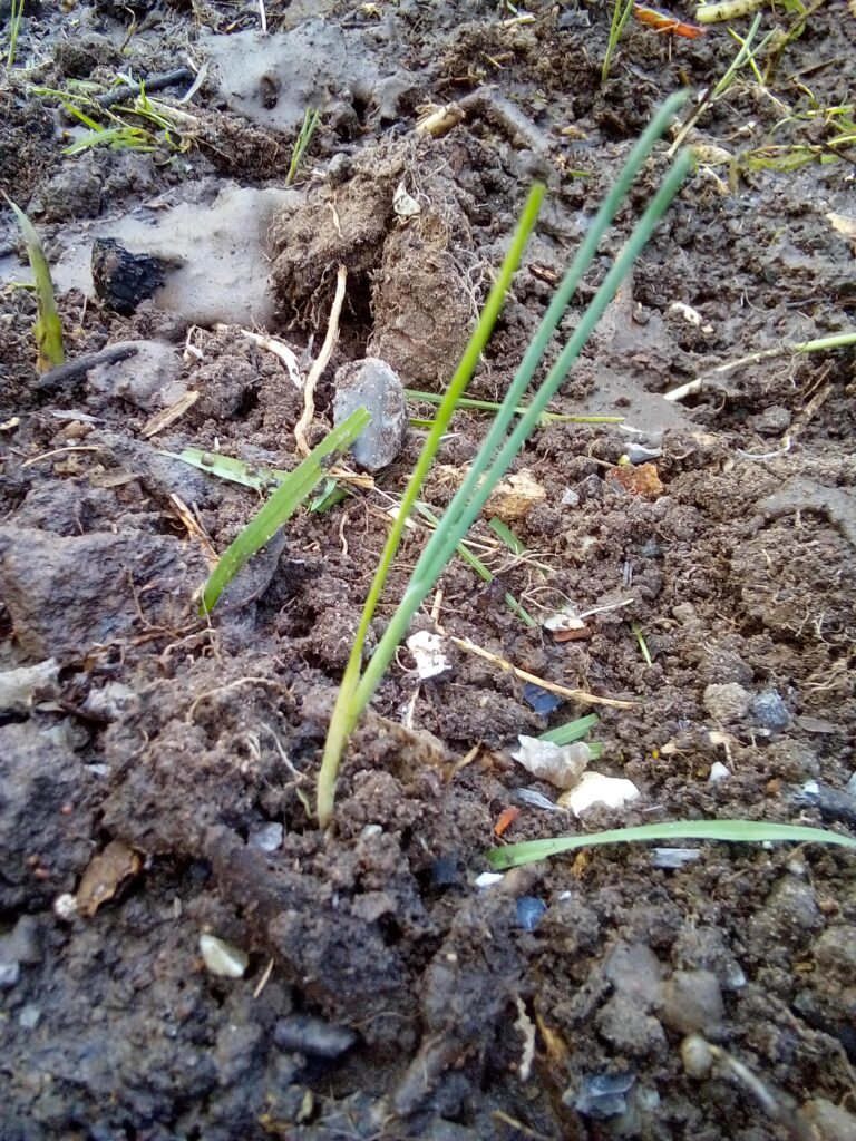 How to grow leeks with my simple planting method: once every young leek is in its deep hole, I water the bed well and let the water and soil do the rest.