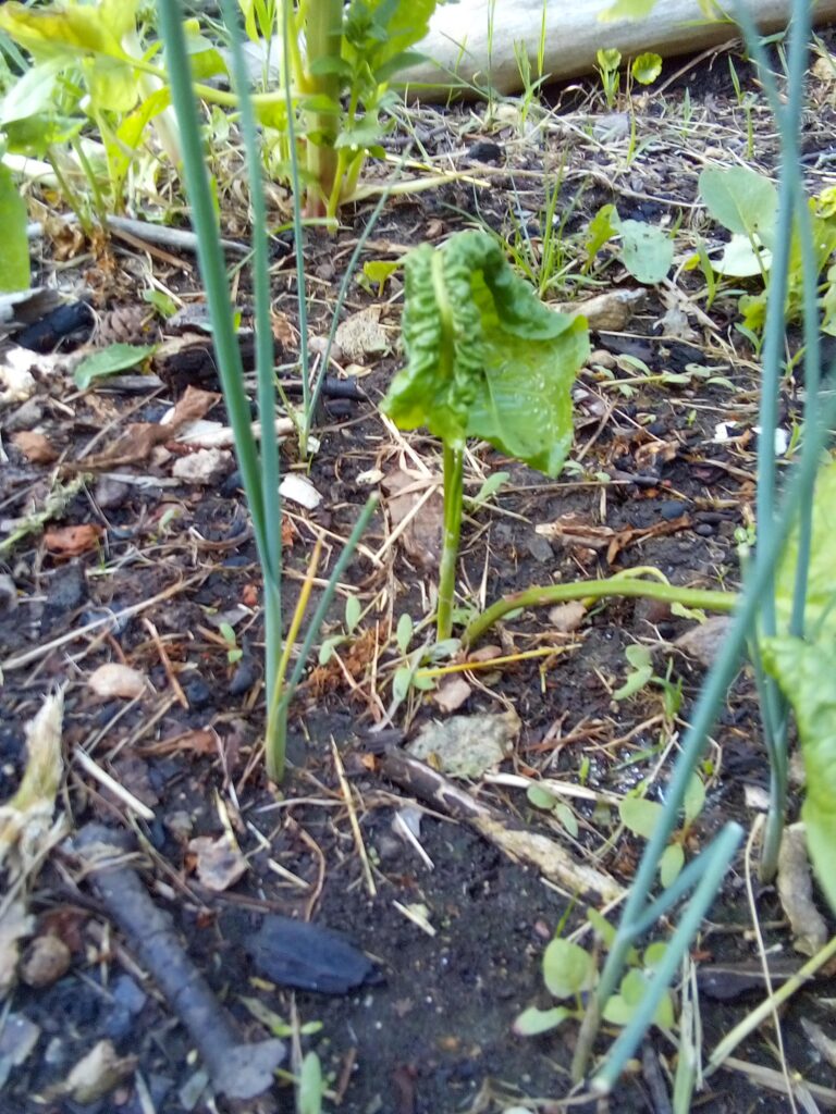 How to grow leeks after planting: this July garden photo documents the young leek plants as they continue growing after being transplanted into the bed.